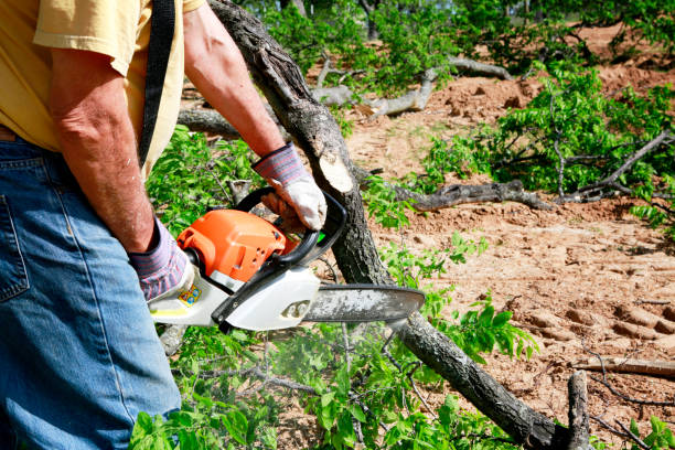 How Our Tree Care Process Works  in  Kill Devil Hills, NC